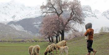 Himalayan snow at 23-year low, says report