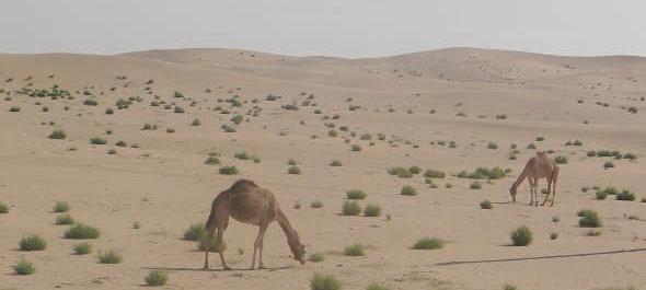 EAD launches instant grazing licence service