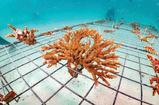 EAD plants over 4 million coral fragments