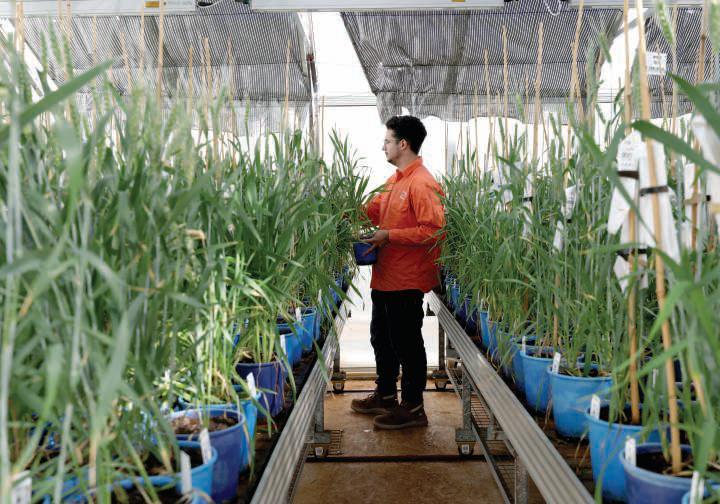 Less rain, more wheat: How farmers defied climate doom