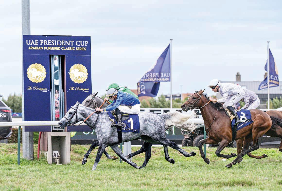 Al Zeer dominates UAE President’s Cup for Purebred Arabian Horses in Belgium