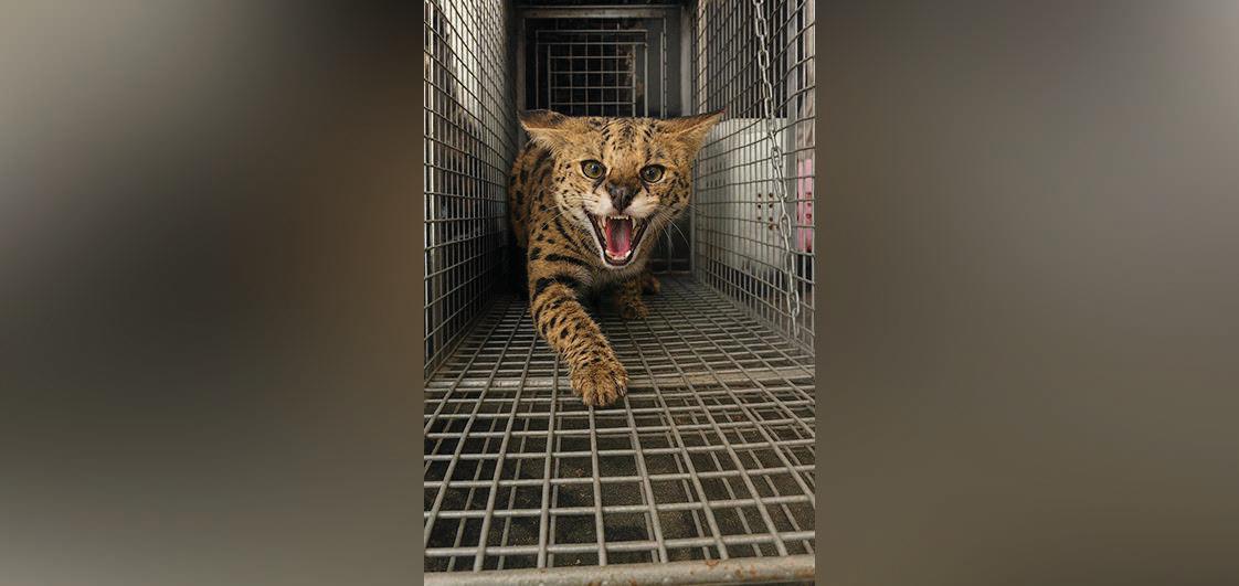 Individual surrenders ‘serval cat’ to Dubai Police