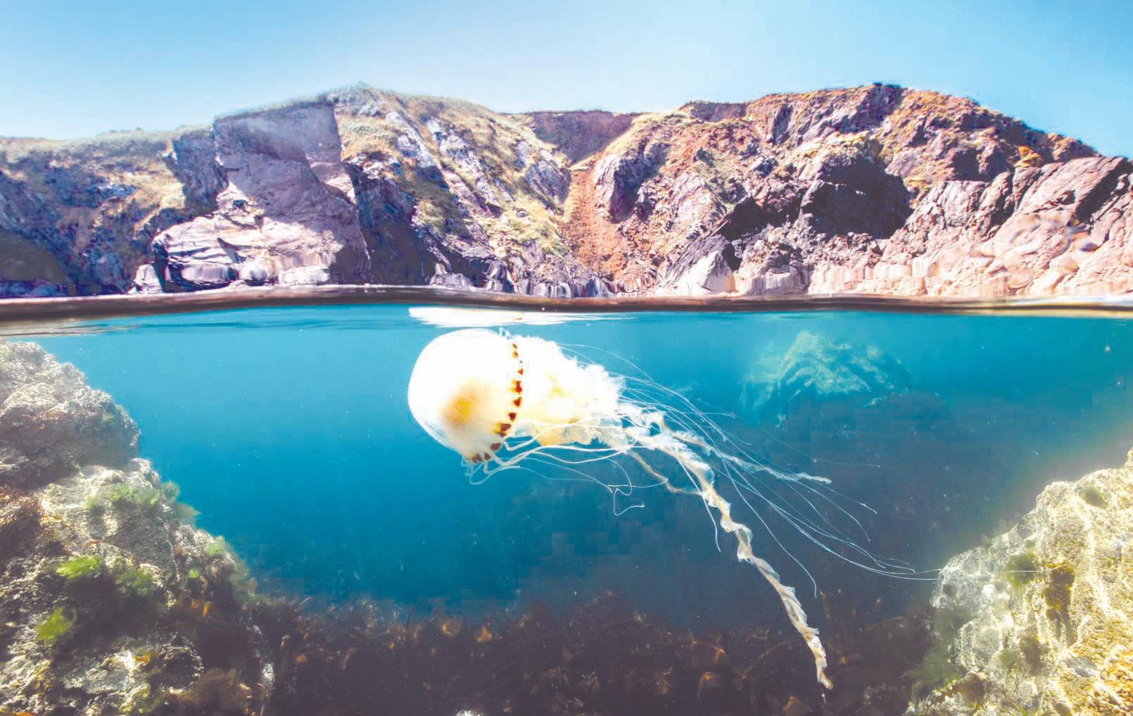 World Future Energy Summit to screen Attenborough's 'Ocean' daily