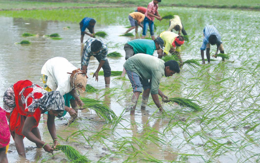 India's 2025 rice exports surge to near record as curbs lifted