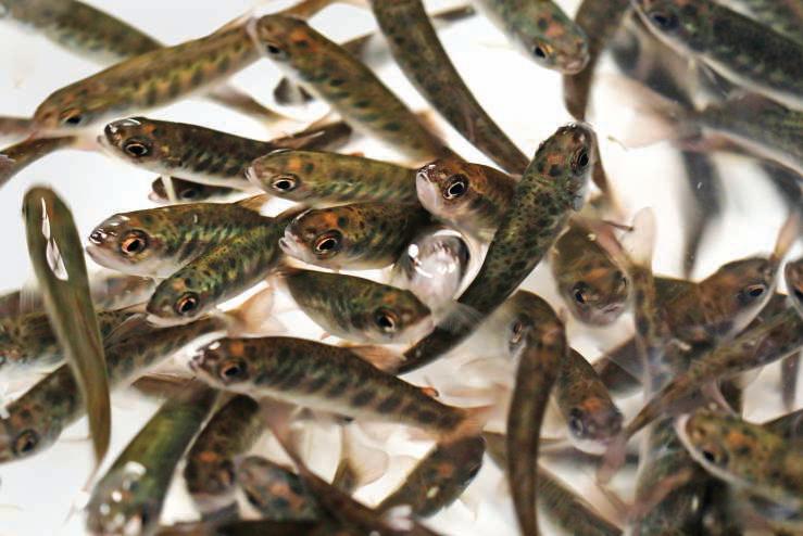 Factory farming of fish is brewing pathogens
