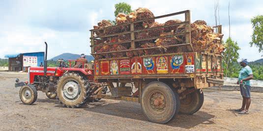 India's February palm oil imports jump 10%
