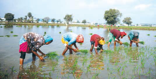 India to boost farmers' incomes, says minister