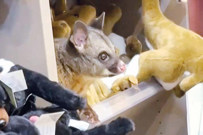 Real possum appears among plush toy animals