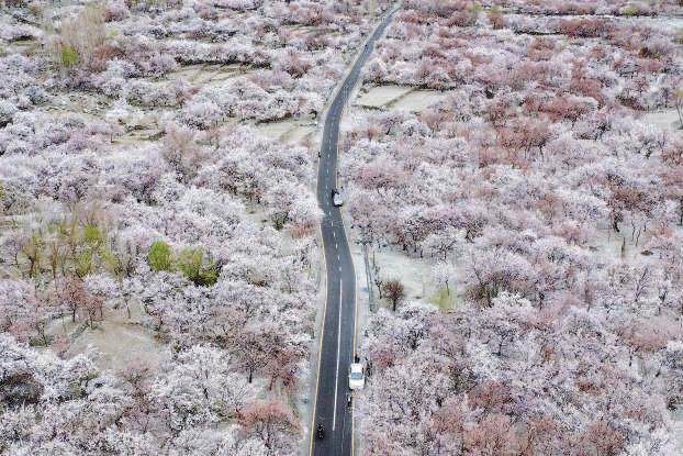 Blossom season brings calm in troubled world