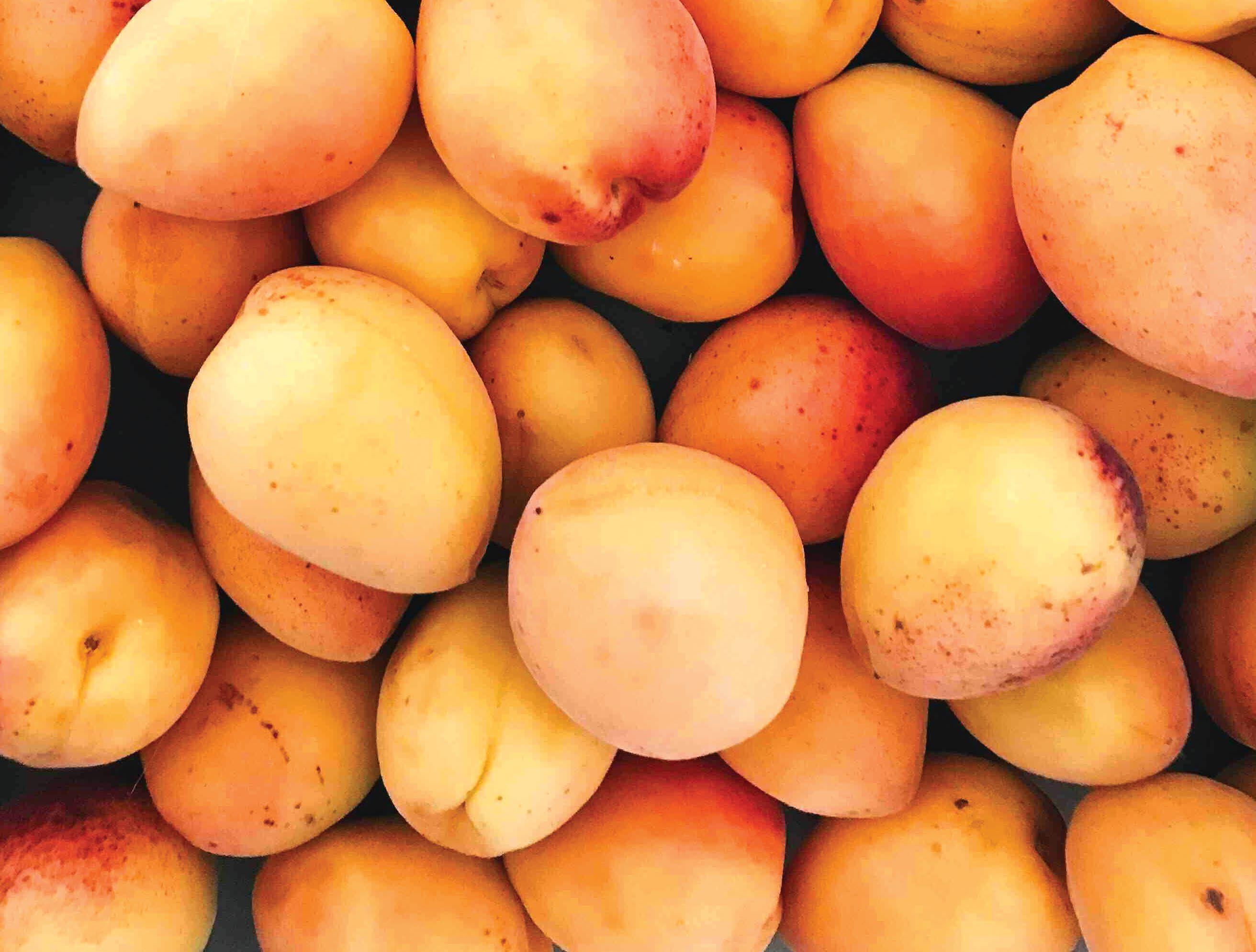 ALIMENTARY Apricots
