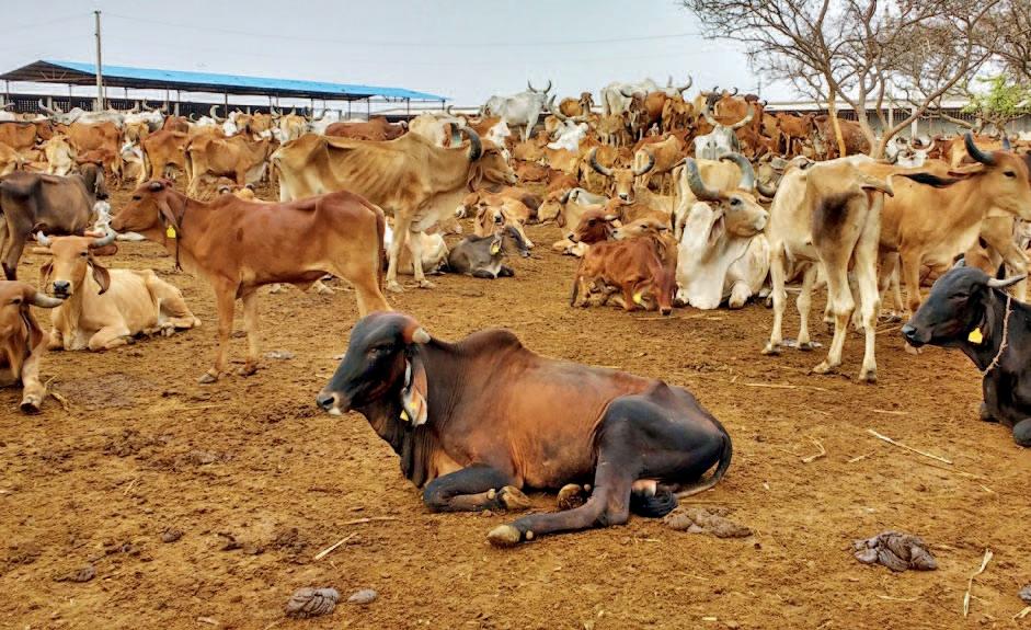 શહેરથી 10 કિમી દૂર એનિમલ હોસ્ટેલ બનાવવાની દિશામાં મ્યુનિ.ની હિલચાલ