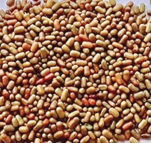 విత్తనాలు వచ్చాయని అడిగేదాక చెప్పరా సారూ..?
