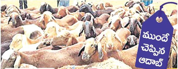 గొర్రెల స్కాం..1000 కోట్లు