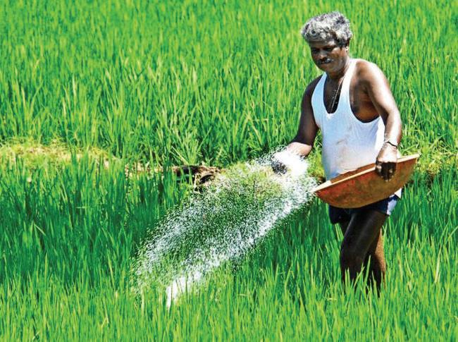 సాగు విస్తీర్ణం ఆధారంగా యూరియా పంపిణీ!