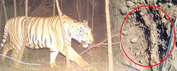 సిద్దిపేట జిల్లాలో పులి సంచారం