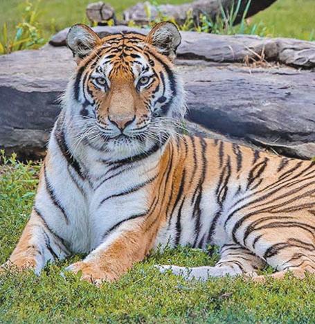 పులుల సంరక్షణకు చర్యలు తీసుకోవాలి