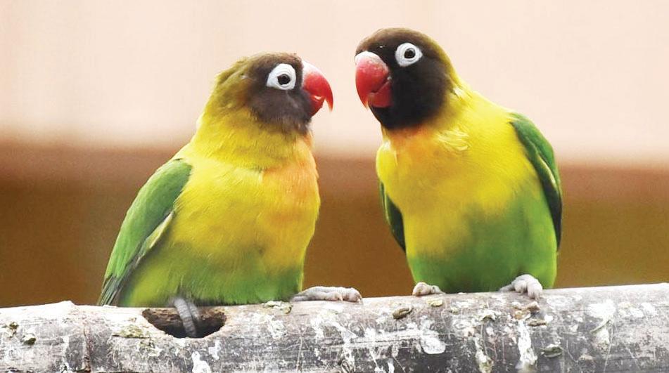 స్వేచ్ఛకు చిహ్నాలు వన్య పక్షులు..