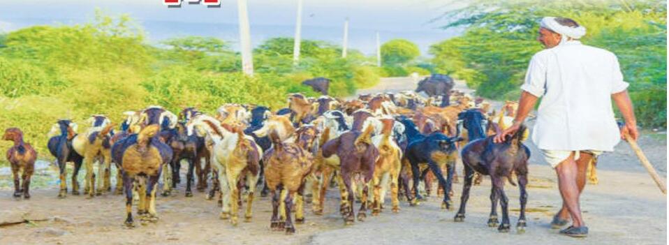 కష్టాల్లో గొర్ల మేకల మంద కాపర్ల బతుకులు..?