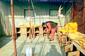 बादशाह और मसक्कली समेत 400 कबूतर चोरी, कीमत 10 लाख रुपए