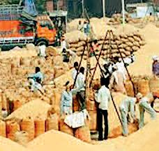 किसानों से धान खरीदा 3100 में नीलामी का बेस रेट 1900 से 2100