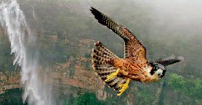 पेरेग्रीन फाल्कन उदंती सीतानदी रिजर्व में दिखा, ड्रोन पर किया हमला