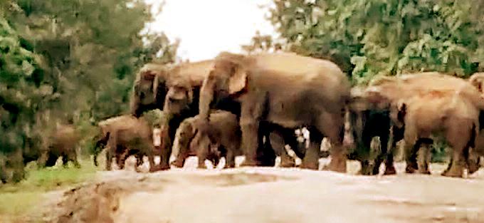 सड़क पार करते दिखा हाथियों का बड़ा दल, रोकना पड़ा ट्रैफिक