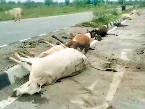 नेशनल हाइवे पर हुए दो हादसे नहीं थम रहा रफ्तार का कहर फिर सड़क पर बैठे 24 मवेशियों को भारी वाहनों ने कुचला