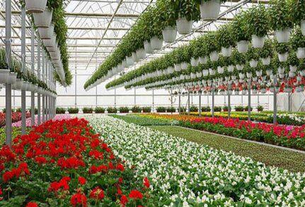 FLORICULTURE: SIGNALLING A BLOOMING TOMORROW FOR THE INDIAN ECONOMY