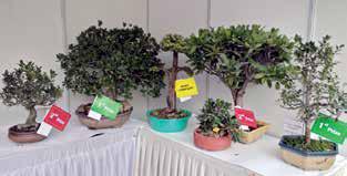 Delhi Tourism hosts the second Bonsai & Chrysanthemum Fest