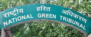 NGT asks petitioner to approach tree officer