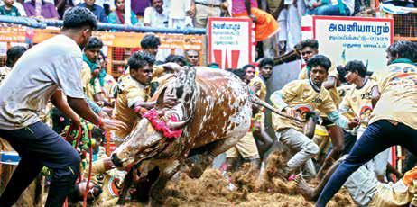 'Avaniyapuram' Jallikattu held, best dodging bull's owner gets tractor; participant killed