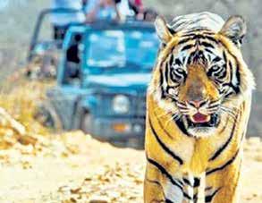 SC Bats For Uniform Policy For Tiger Reserves' Management Across India