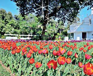 60,000 tulips bloom at the Netherlands Residence