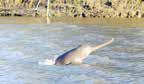First-ever survey finds over 6,300 river dolphins in India