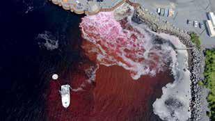 Is ocean dumping a climate fix? Industry bets on carbon capture