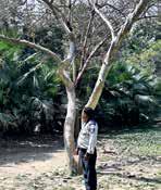 Couple found hanging from tree in Deer Park