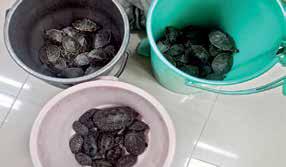 CBI, WCCB Nab 2 for Possessing 65 Protected Turtles