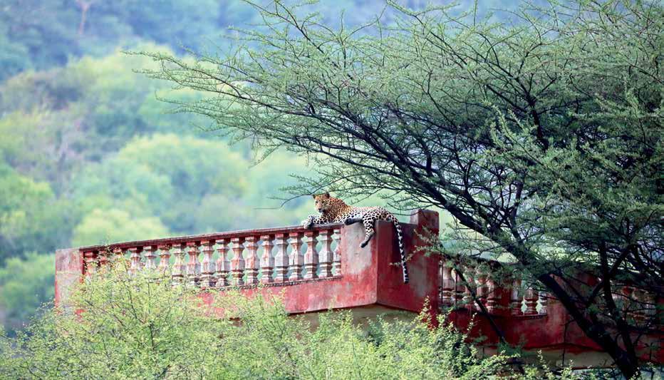Through Leopards LAIR