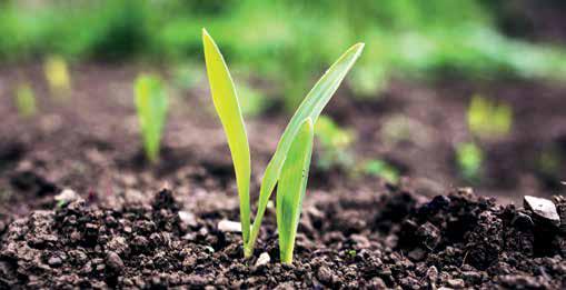 Saving Soil for a Secure Future