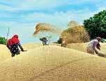 Foodgrain output forecast raised to record 353.95 mn tons