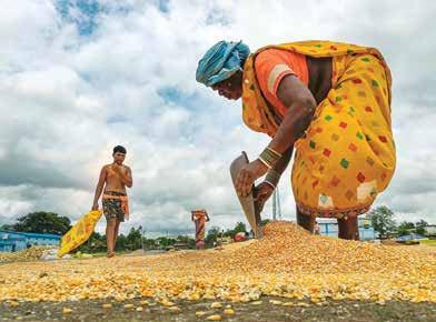 Centre hikes MSP for kharif crops; paddy at Rs 2,369, pulses and oilseeds up to 9%