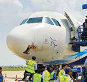Bird hit forces emergency landing of IndiGo flight