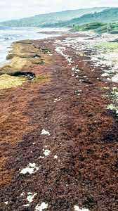 Scientists Say Record Amount of Seaweed Hit Caribbean, Nearby Areas in May