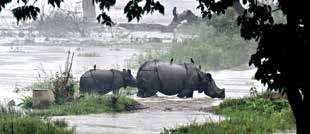 Assam flood toll rises to 19; nearly 6.8 lakh people affected
