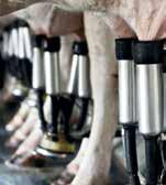 As livestock numbers grow, wild animal populations plummet