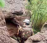 Search operation to track down 3 JeM terrorists underway in J-K's Basantgarh, body recovered