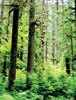 SC: Sustainable Development Not Using Bulldozers to Raise Forests