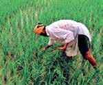 No concessions to US on agri, dairy, GM foods: An explainer