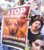 SC Criticises Inaction of Local Bodies on Stray Dogs Control, Reserves Order