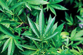 Mapping the Cannabis Contradictions